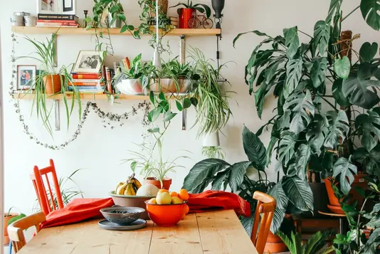 brina-blum-RNBxppNpAPc-unsplash Pflanzen im Raum